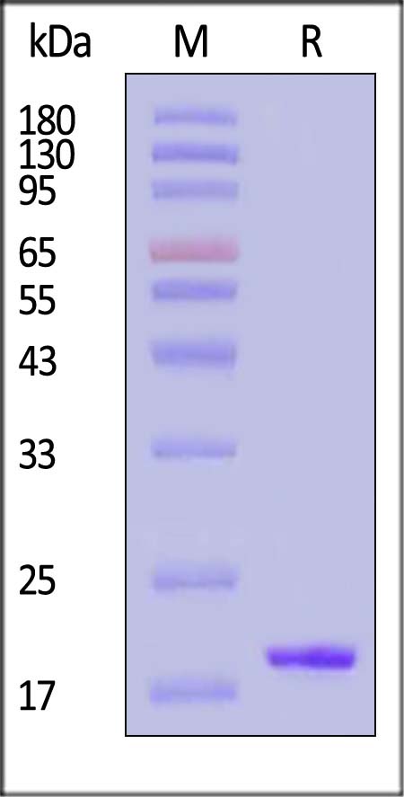 ILB-M51H3-sds