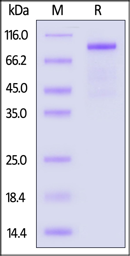 ILB-M52E1-sds