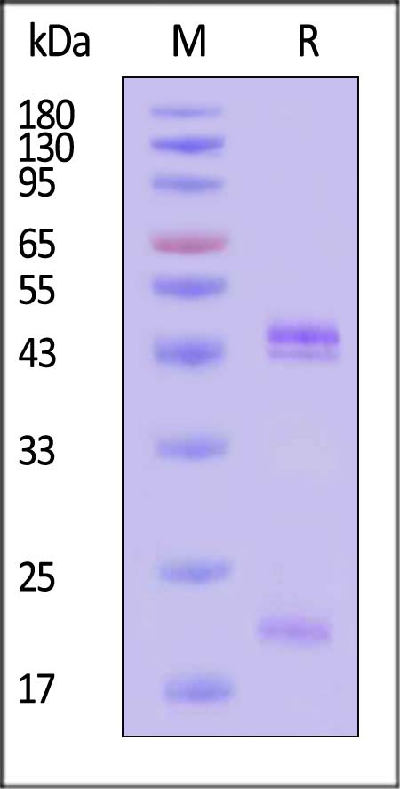 ILB-M52W7-sds