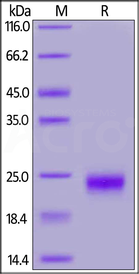 ILF-C5243-sds