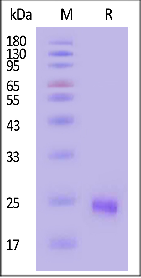 ILF-H5244-sds