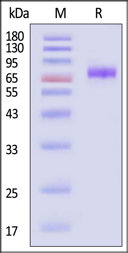 ILP-H5254-sds