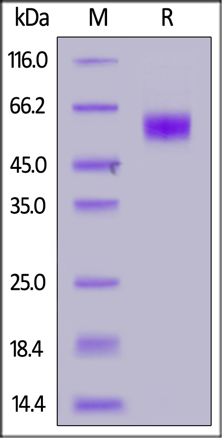 Mouse IL-1 RAcP, His Tag (Cat. No. ILP-M52H5) SDS-PAGE gel