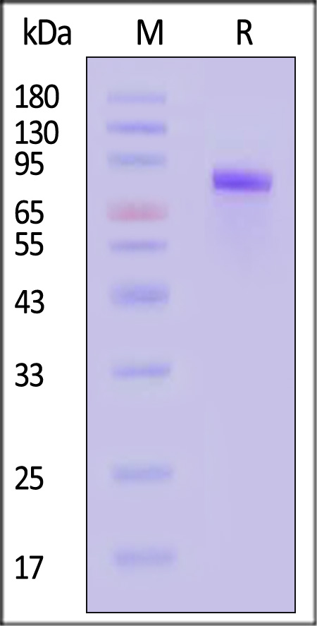 ILR-H82F5-sds