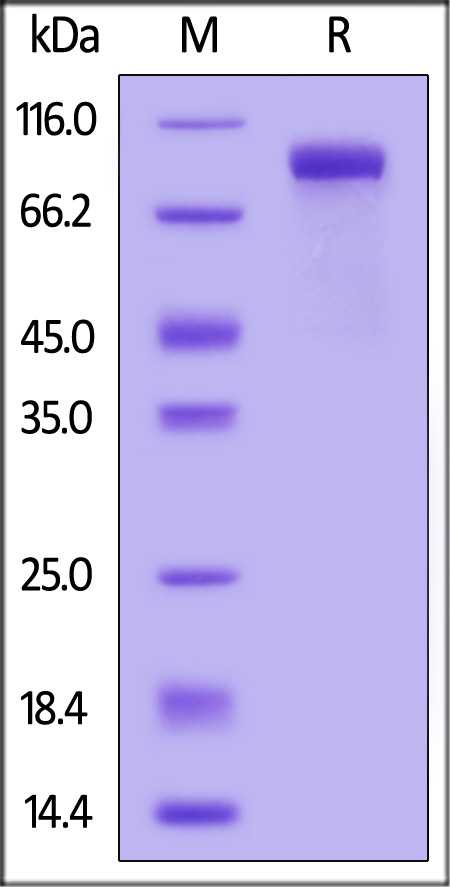 IL-6 R alpha SDS-PAGE