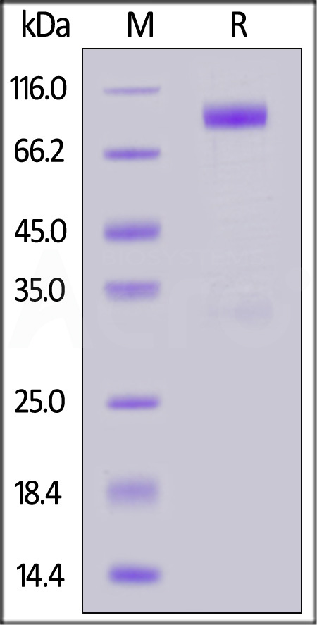 Mouse IL-23R, Fc Tag (Cat. No. ILR-M5251) SDS-PAGE gel