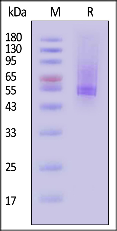 ILR-M82E8-sds