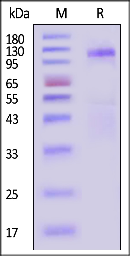 INR-D52H3-sds