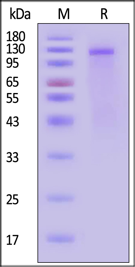 INR-D82E3-sds