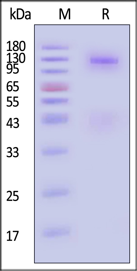 INR-H82E6-sds