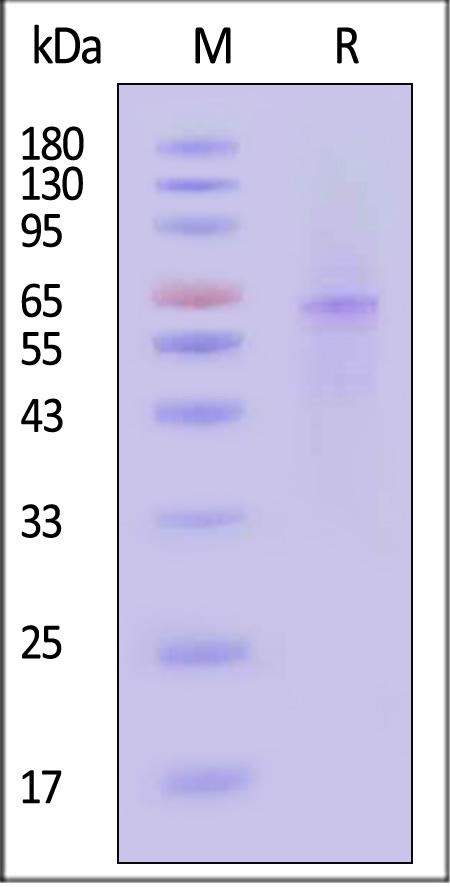 IR4-H5546-sds