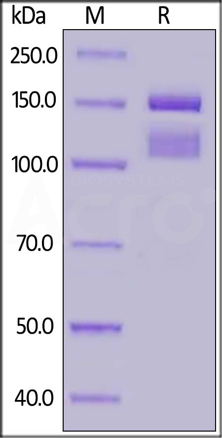 IT1-H52W6-sds