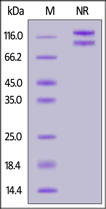 Integrin alpha 3 beta 1 SDS-PAGE