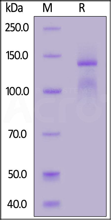 Integrin alpha 2 beta 1 SDS-PAGE