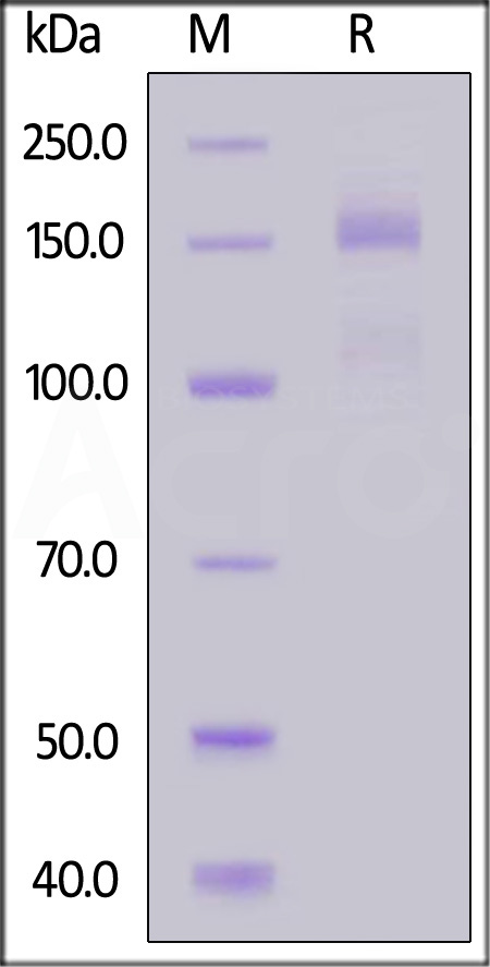 Integrin alpha 2 beta 1 SDS-PAGE