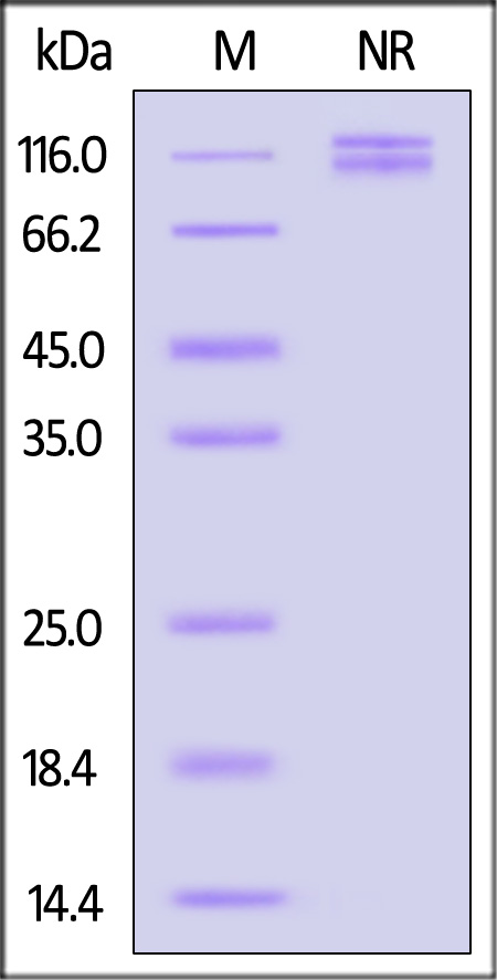 Integrin alpha 3 beta 1 SDS-PAGE