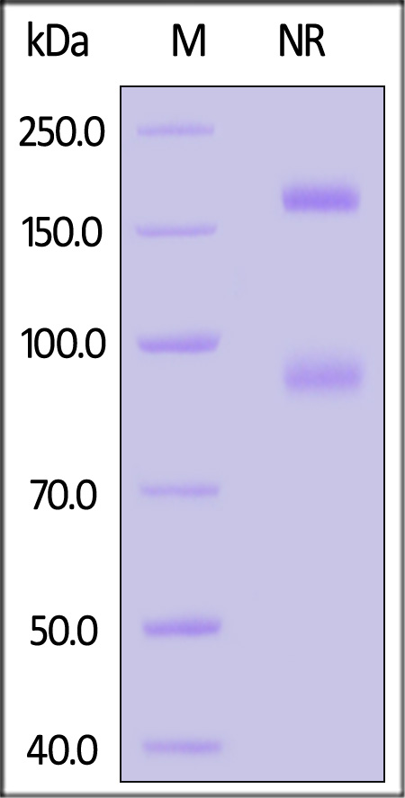 Integrin alpha M beta 2 SDS-PAGE