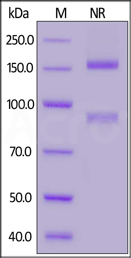 IT2-H52W4-sds