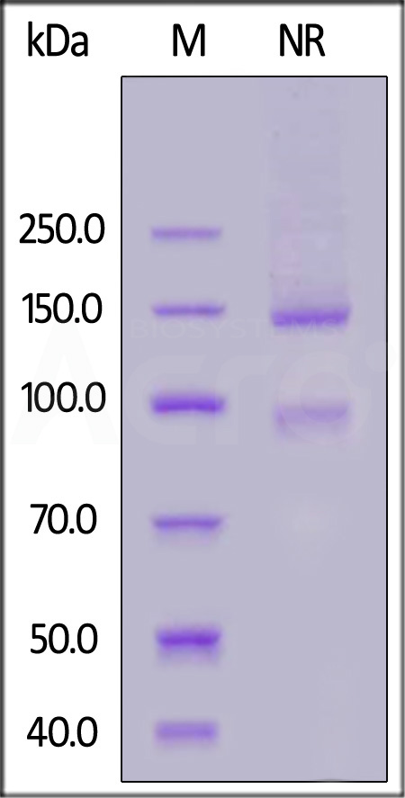 Integrin alpha D beta 2 SDS-PAGE