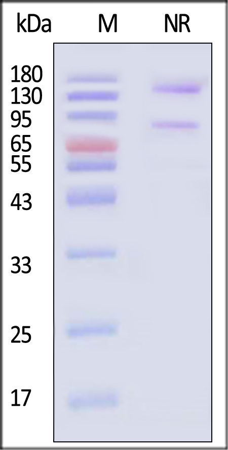 IT5-C52W3-sds