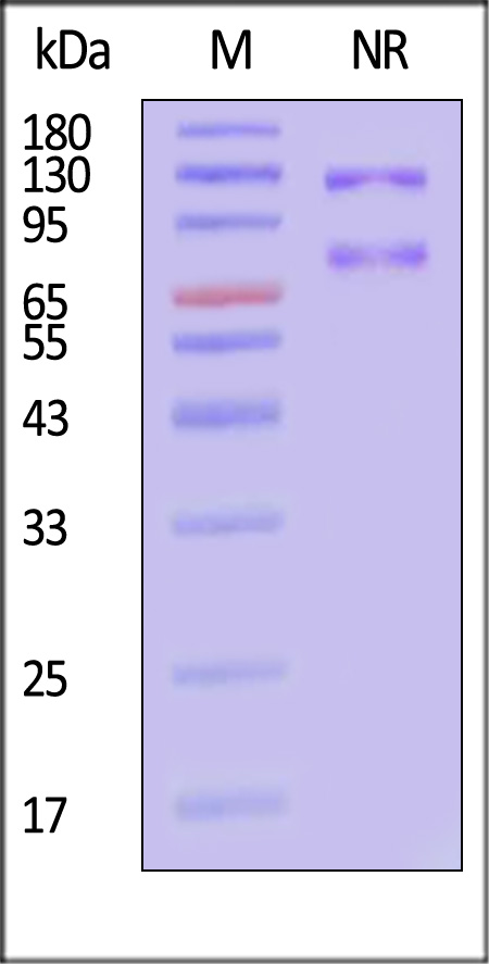 Integrin alpha V beta 6 SDS-PAGE