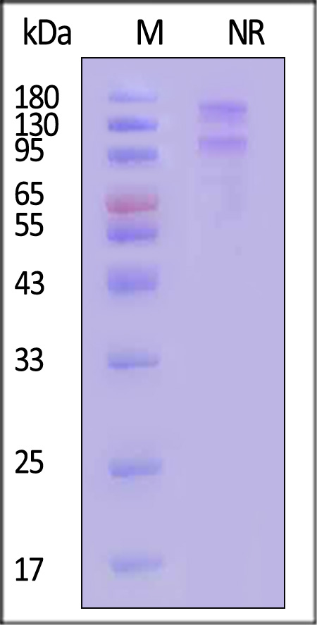 Integrin alpha E beta 7 SDS-PAGE