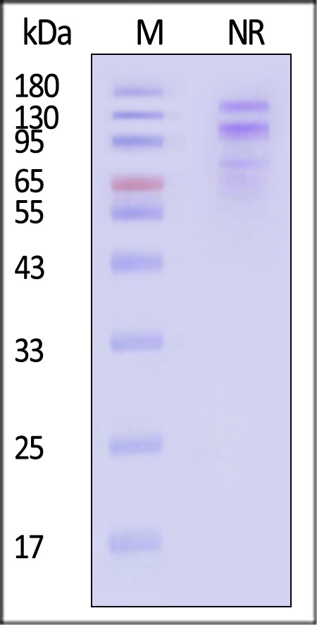 Integrin alpha 4 beta 7 SDS-PAGE