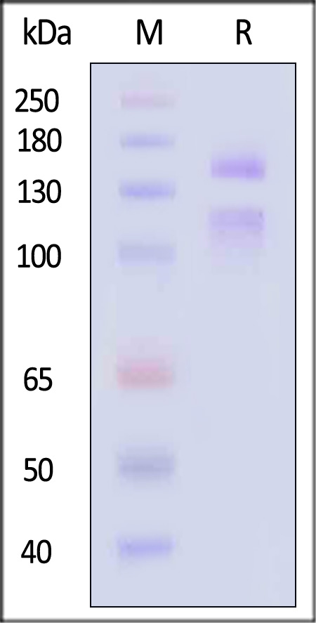 Integrin alpha E beta 7 SDS-PAGE