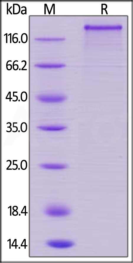 JA1-H52H9-sds