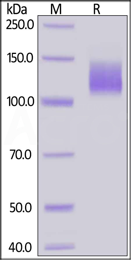 VEGF R2 SDS-PAGE