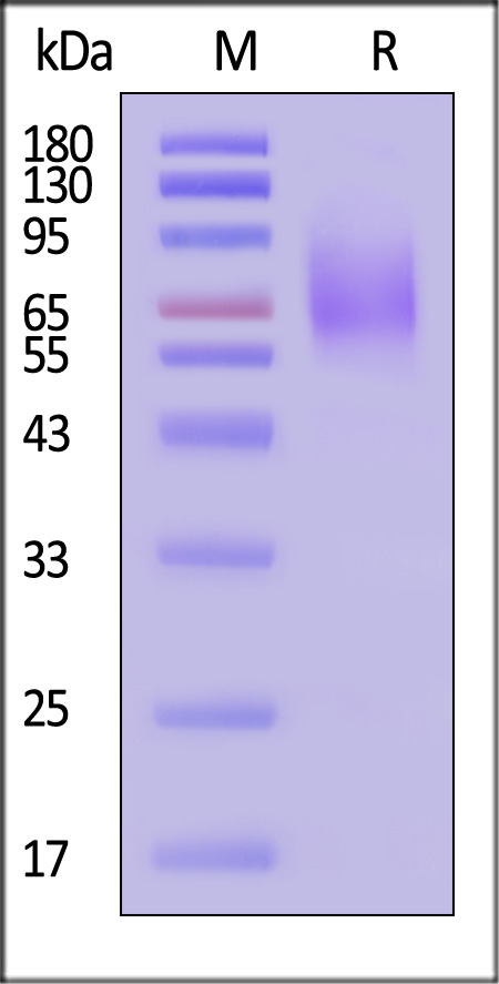 KI1-H52H3-sds