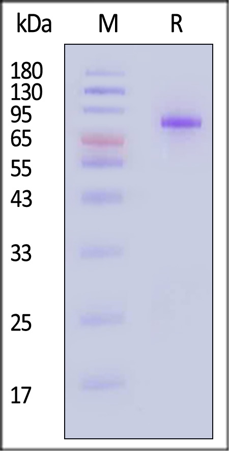 KL1-H52H9-sds