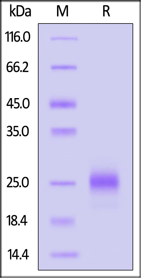 KL1-M5249-sds