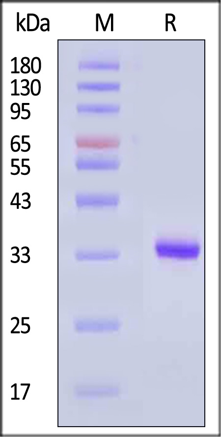 KL3-H52H3-sds