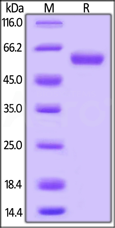 LAIR-1 SDS-PAGE