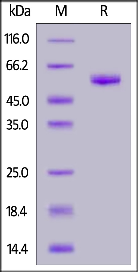 LAIR-1 SDS-PAGE