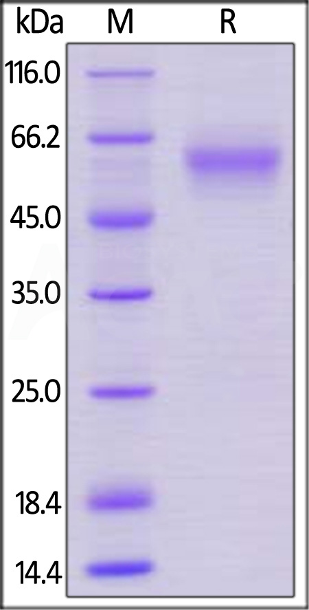 LAIR-1 SDS-PAGE