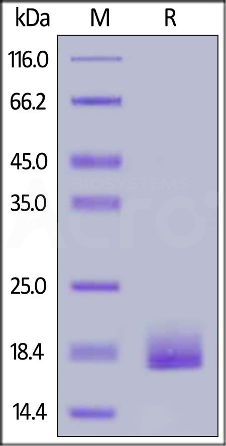 LAIR-2 SDS-PAGE