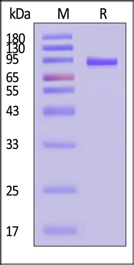 LAG-3 SDS-PAGE