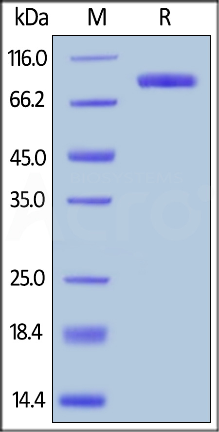 LAG-3 SDS-PAGE