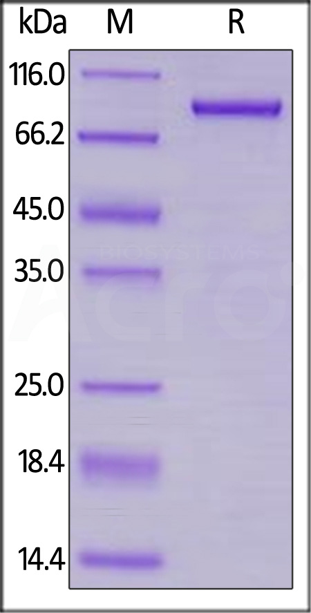 LAG-3 SDS-PAGE