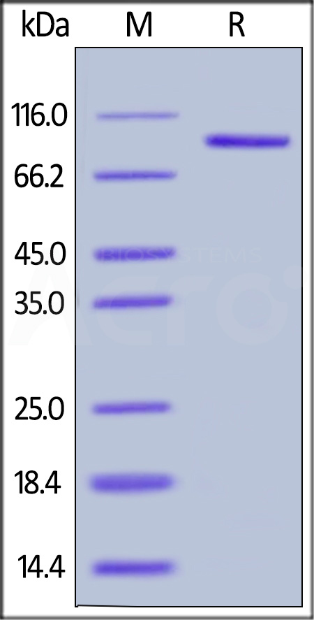 LAG-3 SDS-PAGE