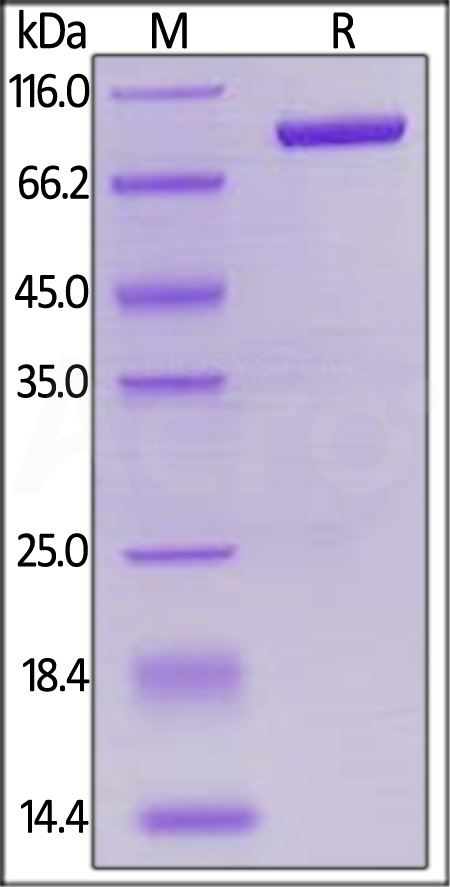 LAG-3 SDS-PAGE