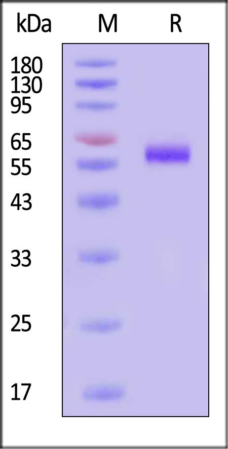 LAG-3 SDS-PAGE