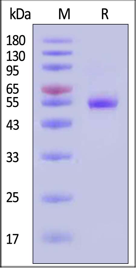 LAG-3 SDS-PAGE