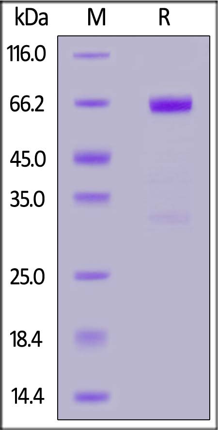 LAP (TGF-beta 1) SDS-PAGE