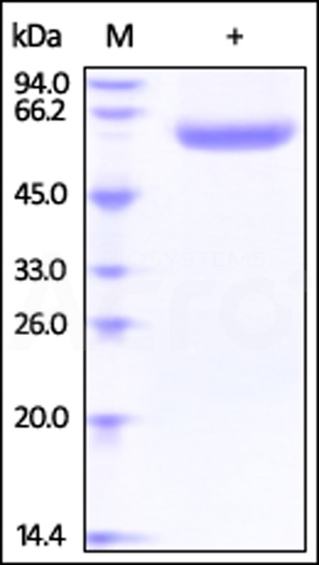 LBP-H52H5-sds