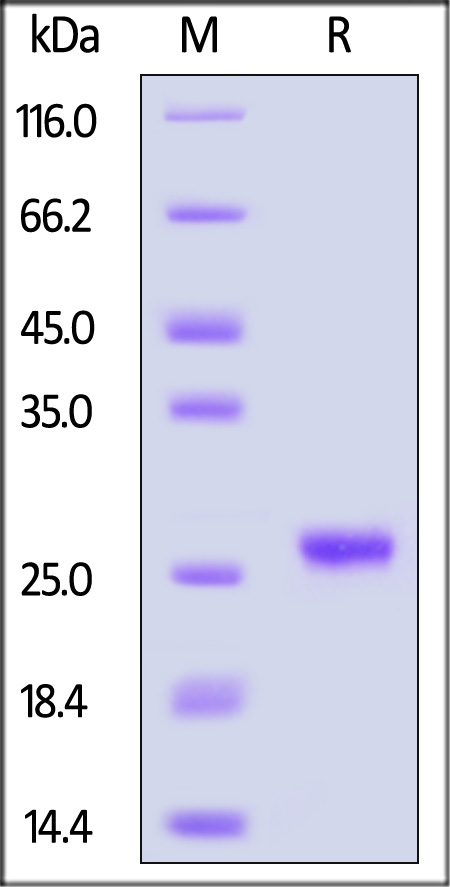 LC2-C5223-sds