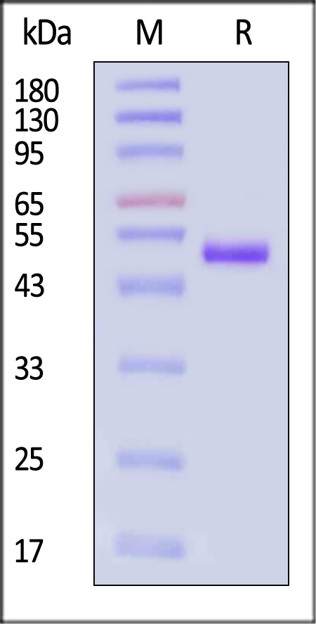 CD4 SDS-PAGE