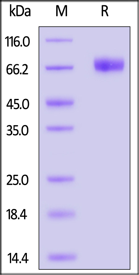 LI1-H52H3-sds